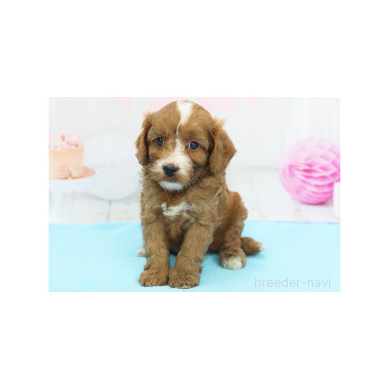 販売中の神奈川県のキャバプー:キャバリア×トイプードル-408343